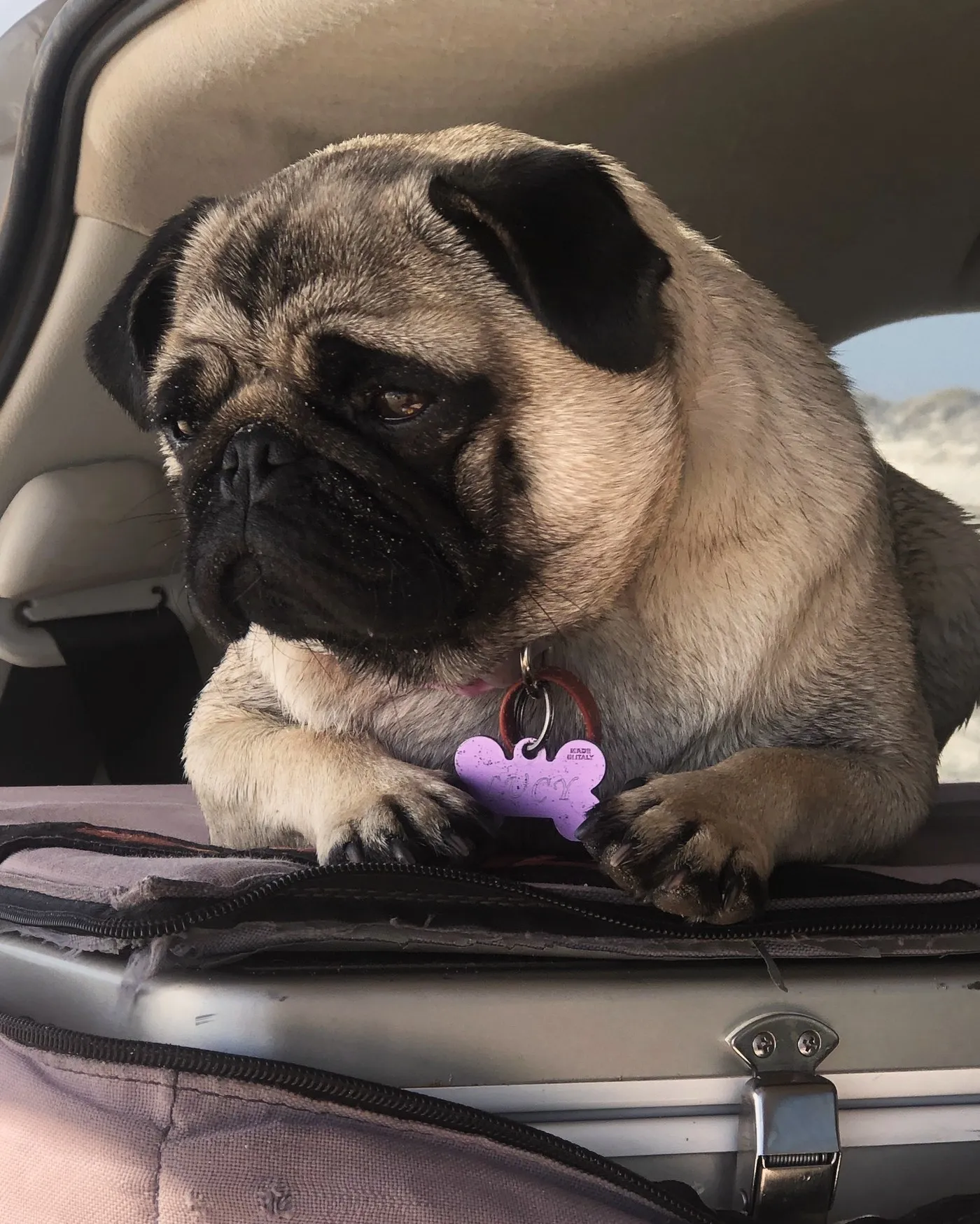 A fawn pug resting on a blanket in the back of a car, dunes through the window.