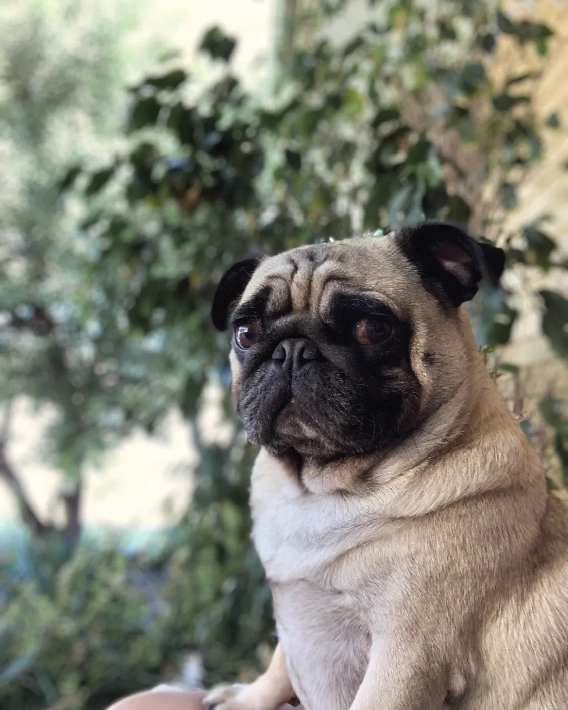 A fawn pug sitting in the shade with green leaves behind it.