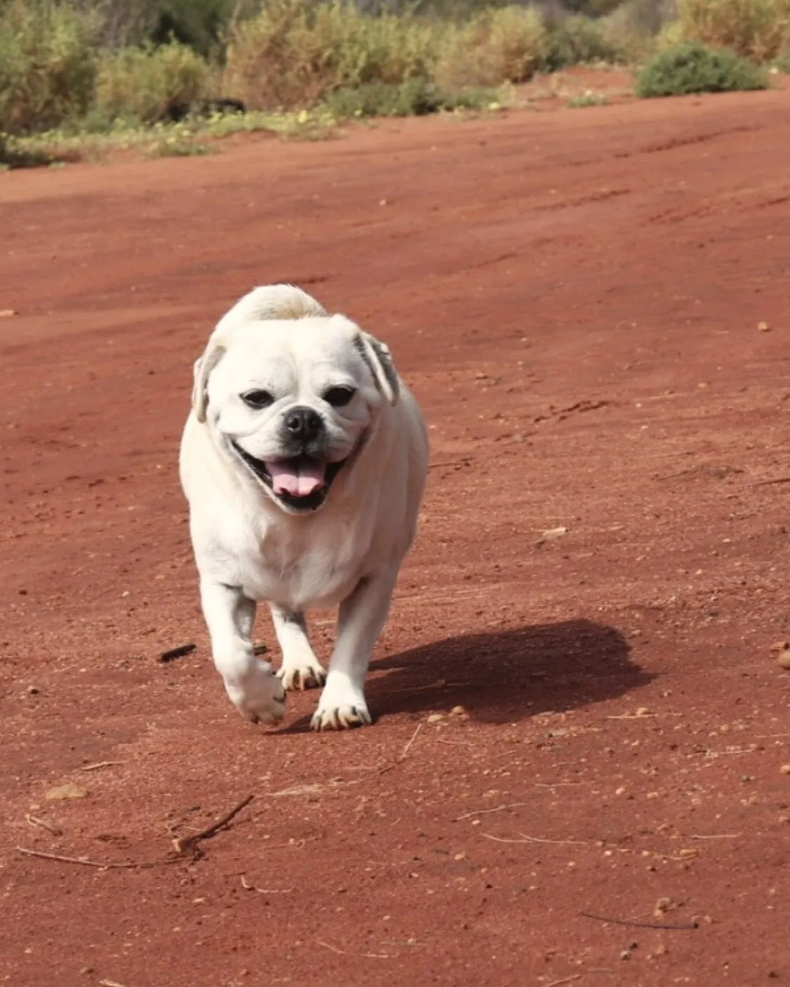A white pug cross running towards the camera on red dirt, mouth open.