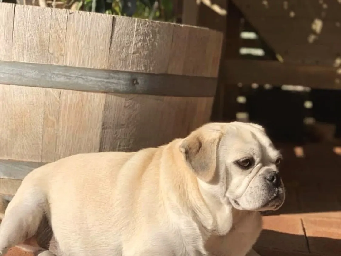 A cream pug cross lying in the sun on paving beside a wine barrel planter.