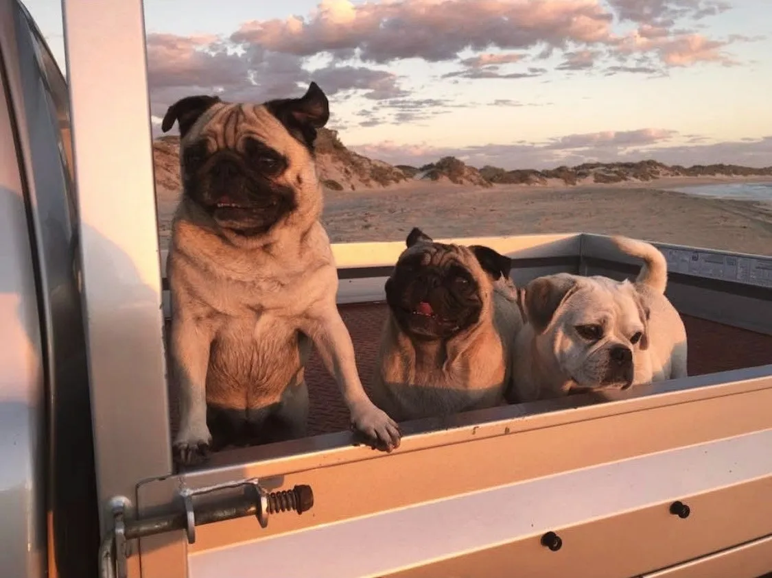 Three pugs standing in the back of a ute at sunset, with dunes and the beach behind them.